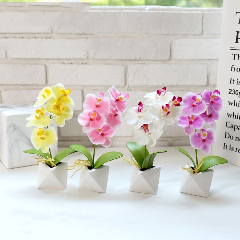 Orchidée Phalaenopsis