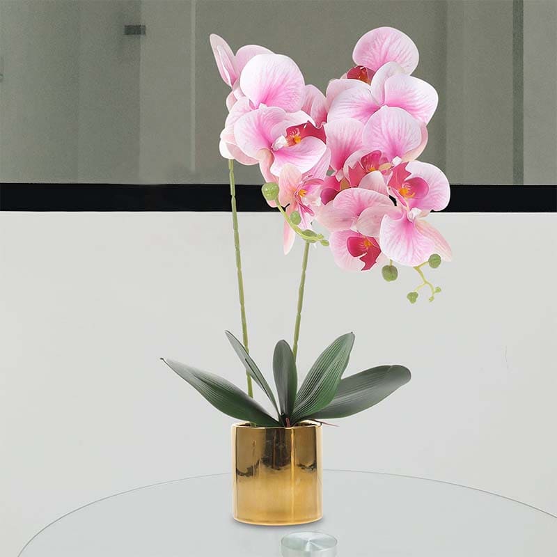 Orchidée en Pot