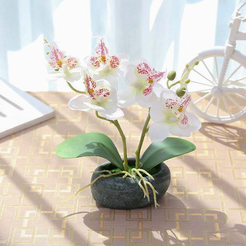 Petite Orchidée Blanc