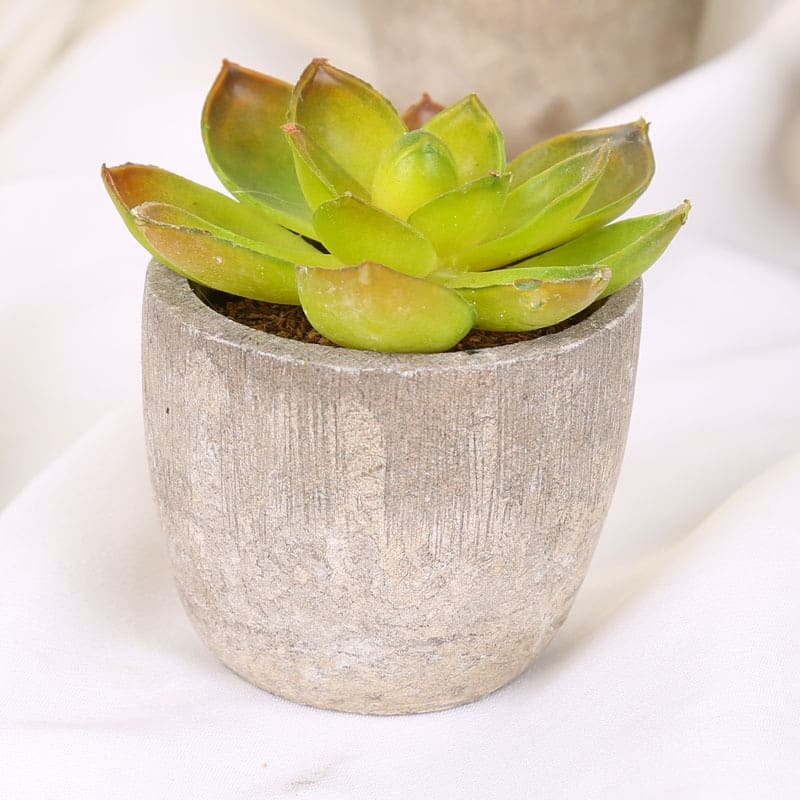 Petites Plantes Grasses Artificielles