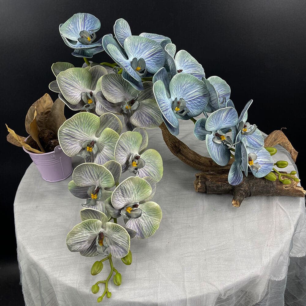 Phalaenopsis Grosse Fleur Bleu Vert