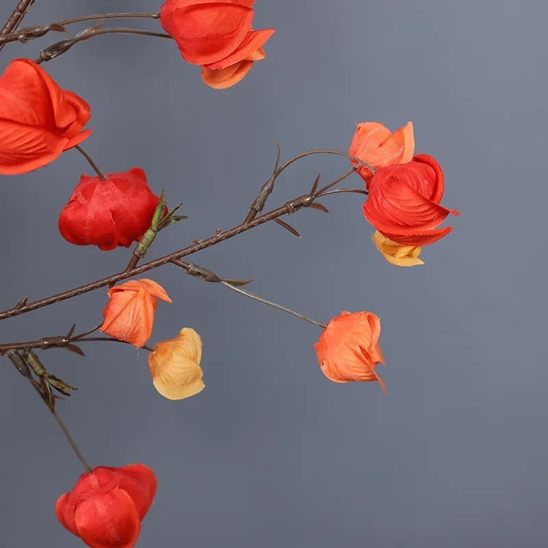 Physalis Alkekengi Amour en Cage