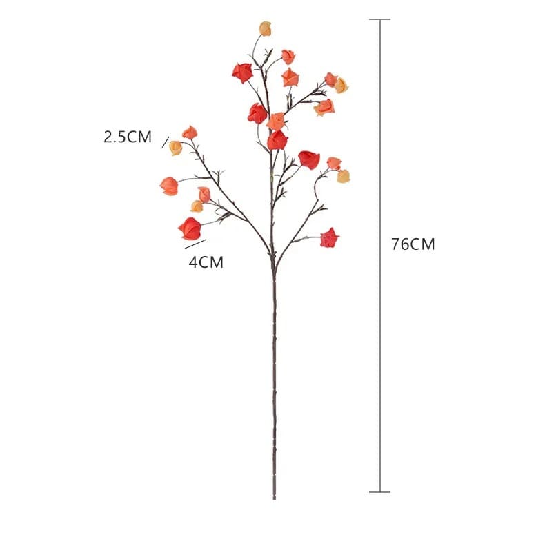 Physalis Alkekengi Taille