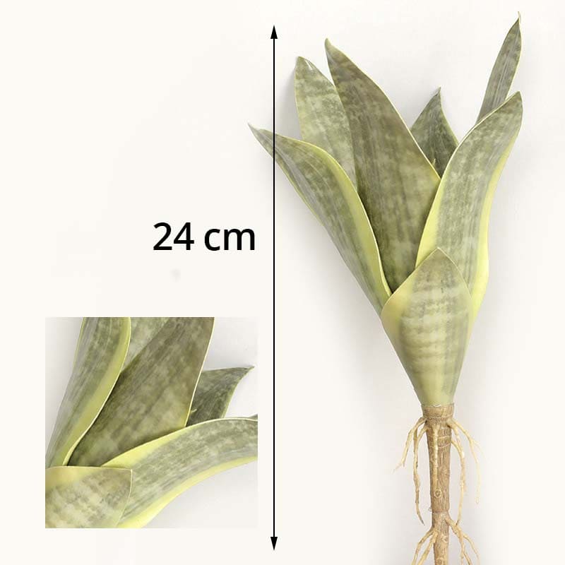 Plante Sansevieria Intérieur