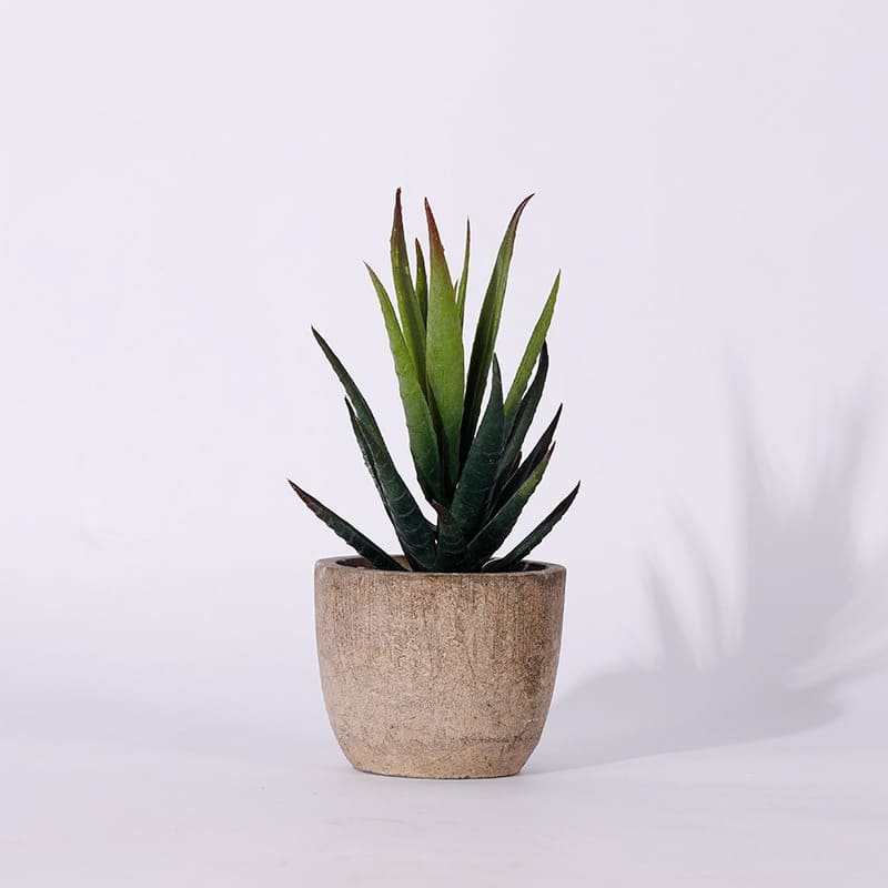 Plantes Grasses Artificielles Intérieur