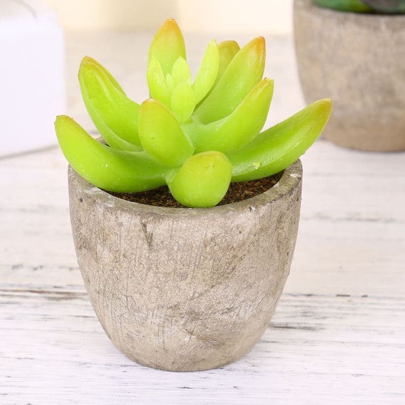 Plantes Grasses Artificielles Succulentes