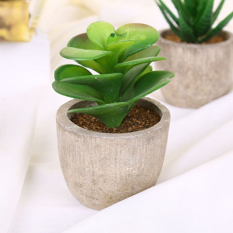 Plantes Grasses Artificielles Table