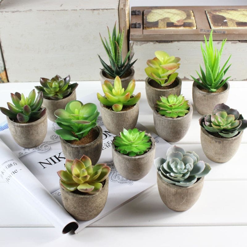 Plantes Grasses Artificielles