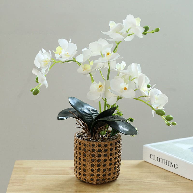 Plantes Orchidées Blanc