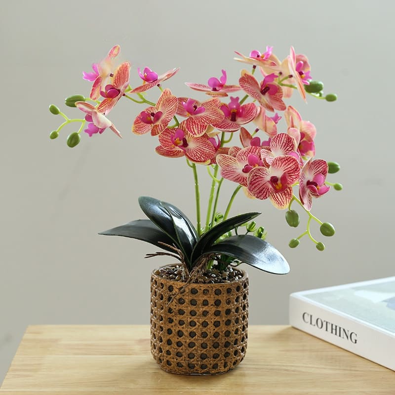 Plantes Orchidées Pêche