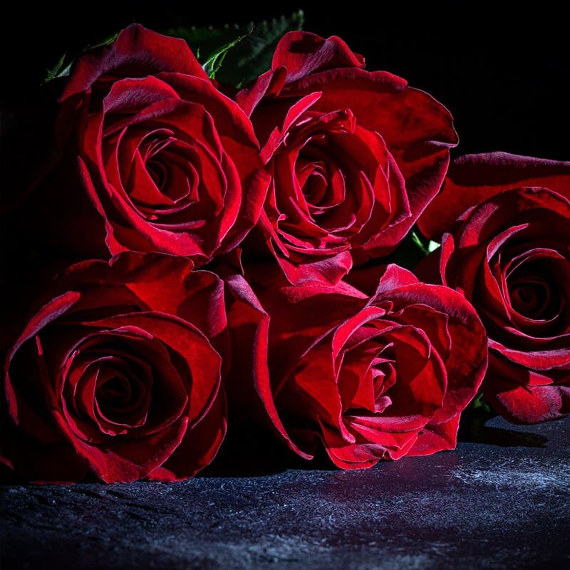 Roses Artificielles en Velours Cadeau