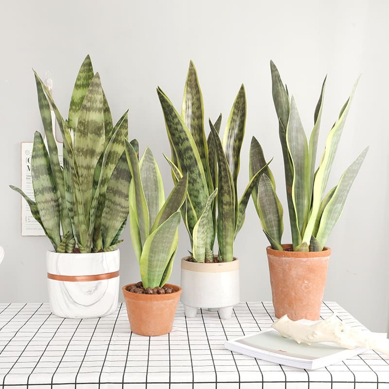 Sansevieria Fleur Pot