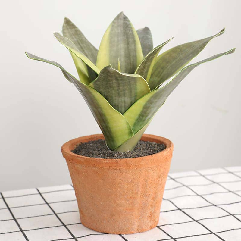 Sansevieria Pot