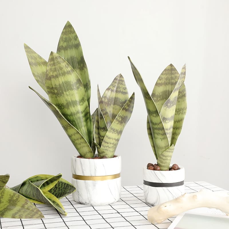 Sansevieria Trifasciata Pot