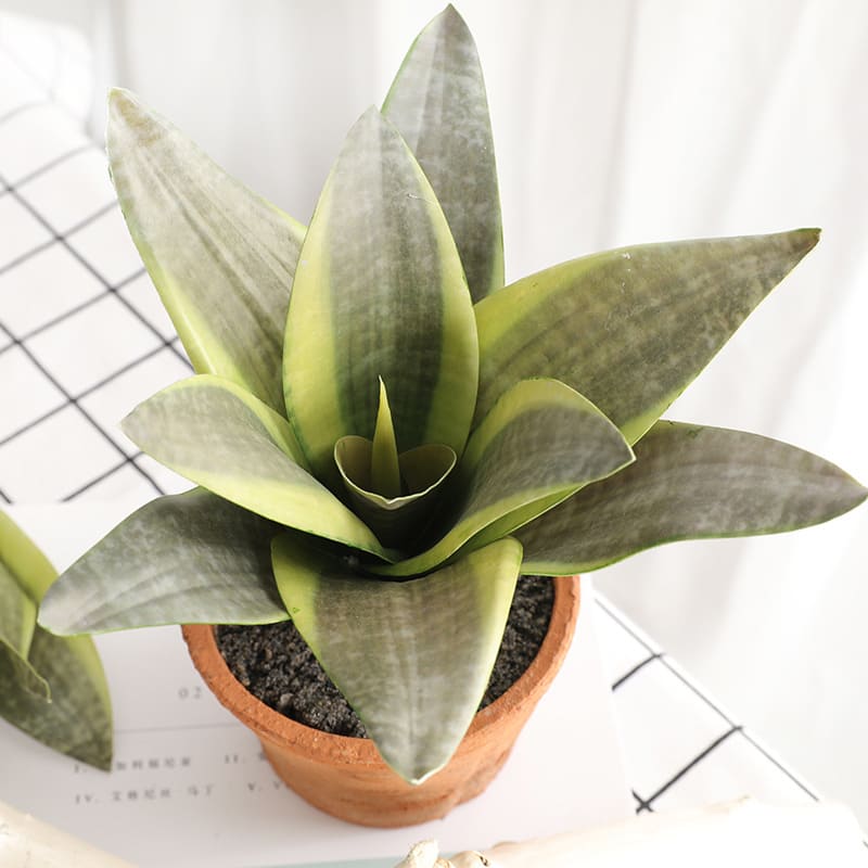 Sansevieria Vert