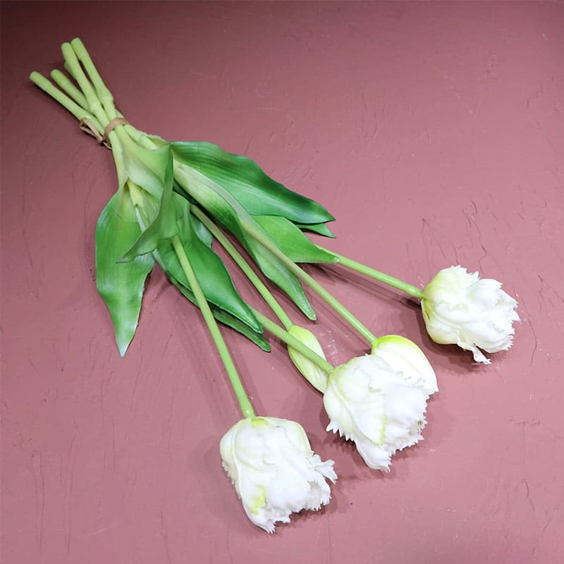 Tulipes Perroquet Blanc
