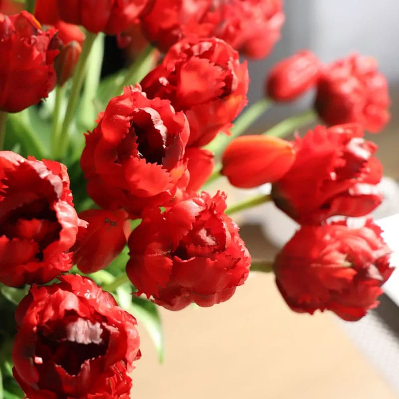Tulipes Perroquet Fleurs