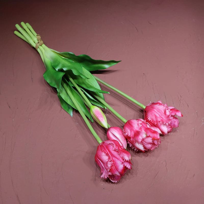 Tulipes Perroquet Rose