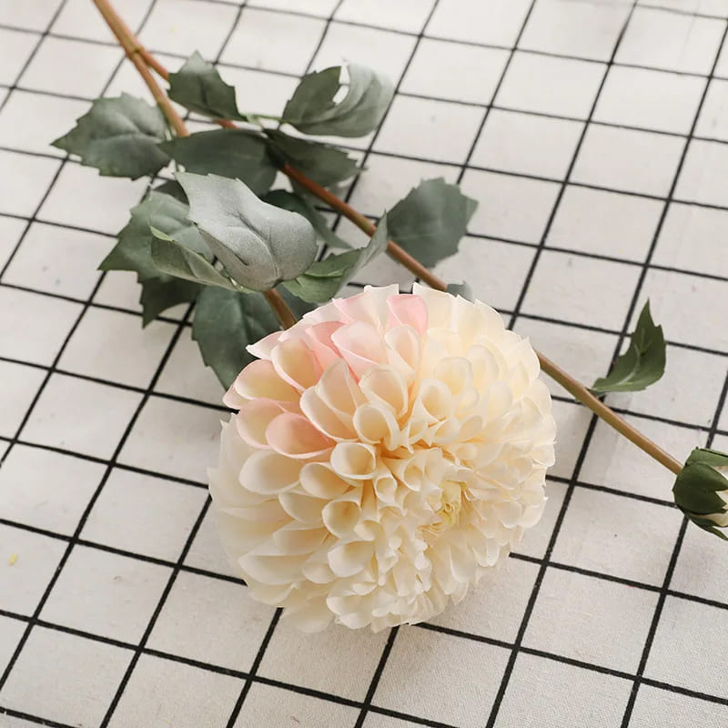 Dahlia Géant Blanc