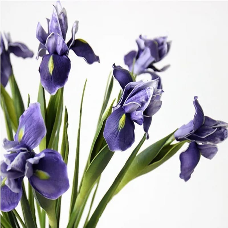fleur iris