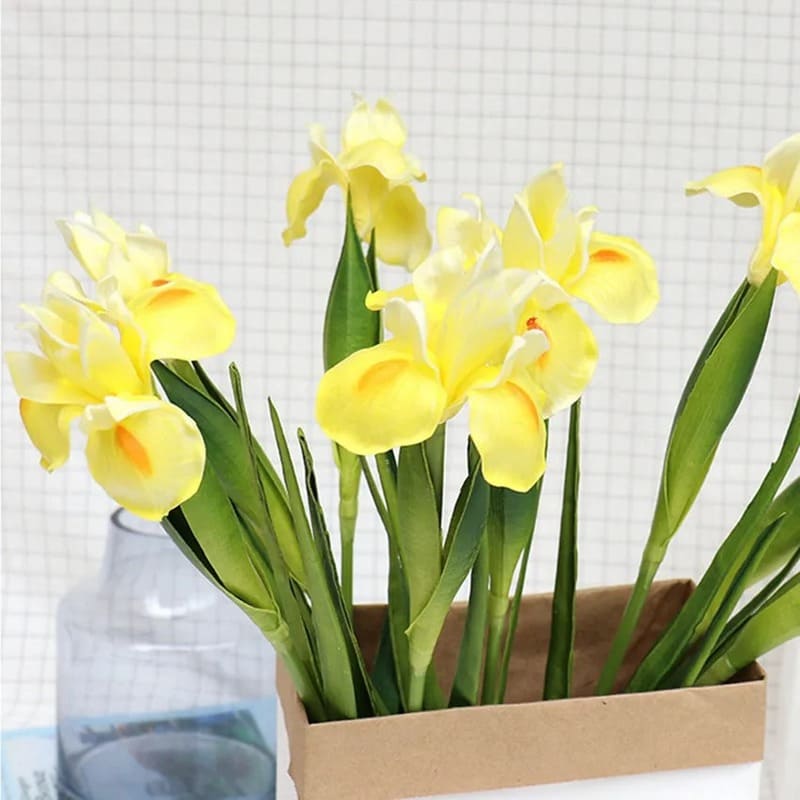 iris en pot