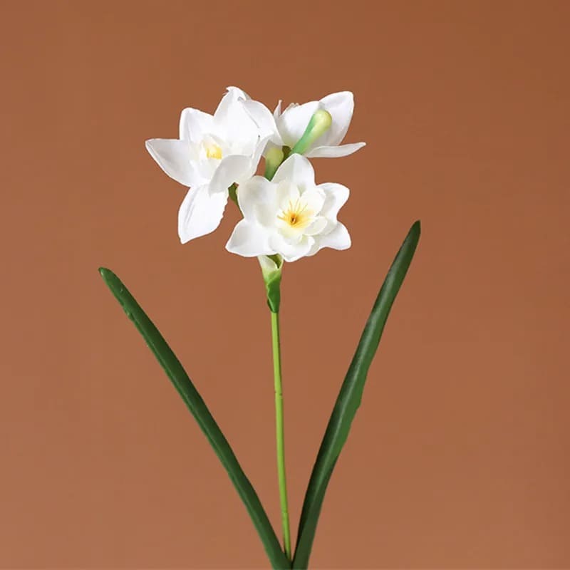 jonquille fleur blanche