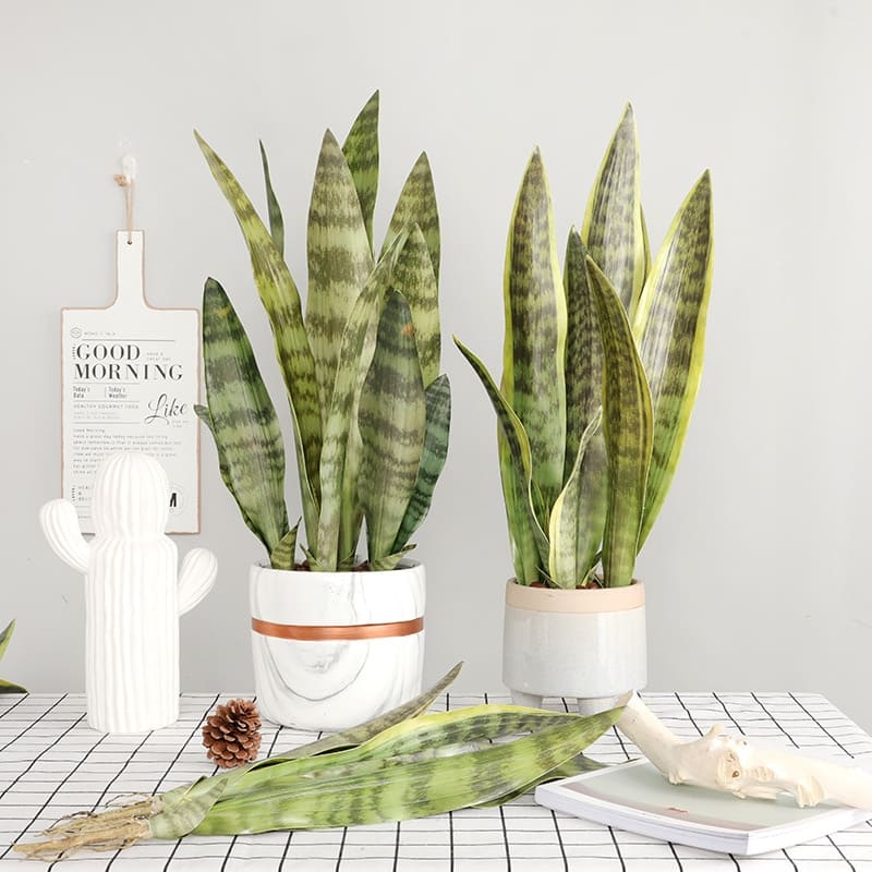 2 Fausses Boutures Sansevieria en pot