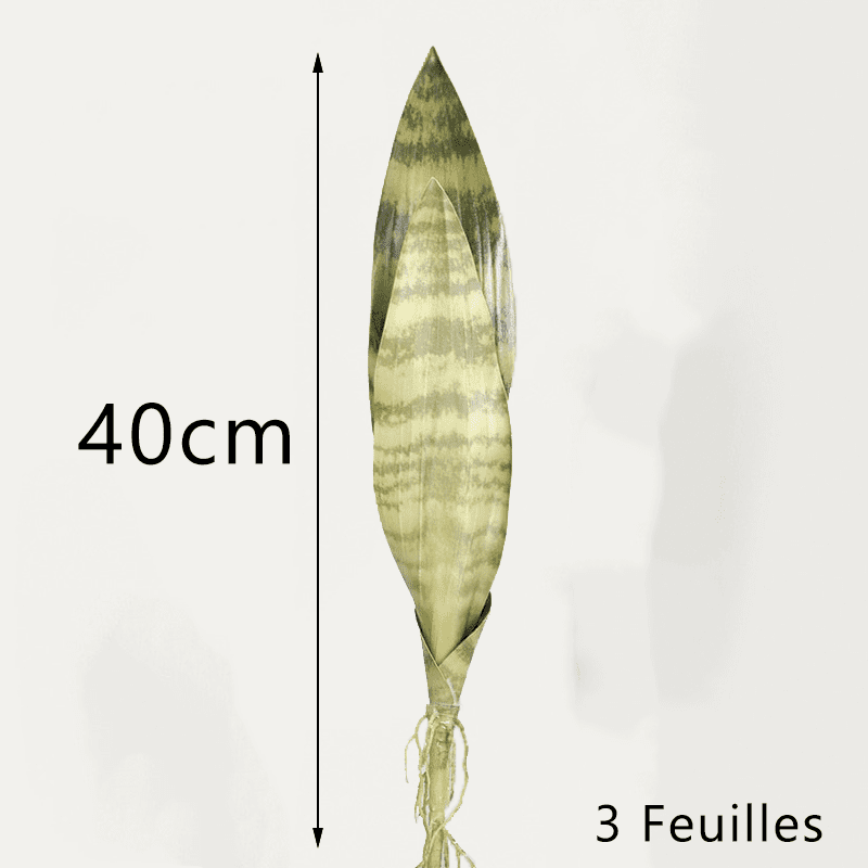 Bouture Sansevieria 40cm
