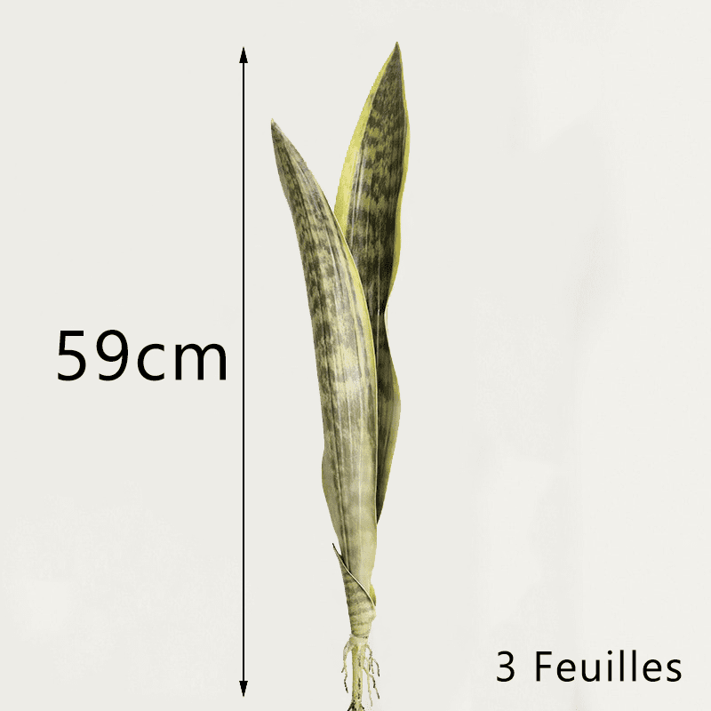 Bouture Sansevieria 59cm 3 feuilles
