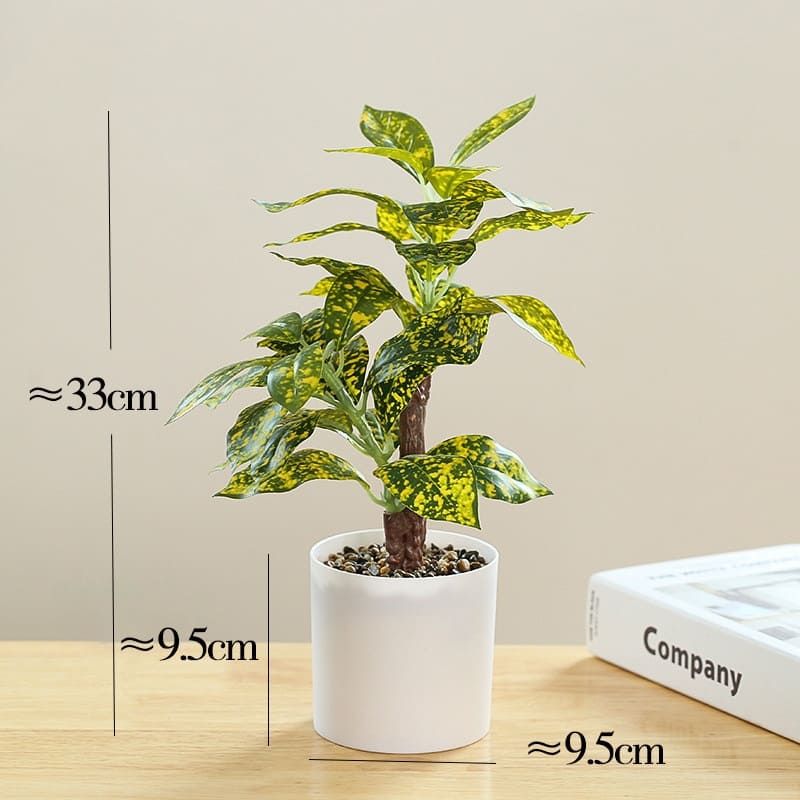 Croton Goldstar en Pot