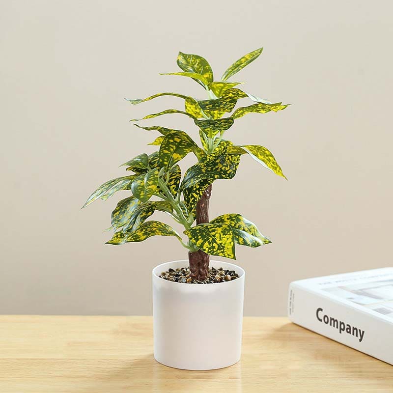 Croton Goldstar