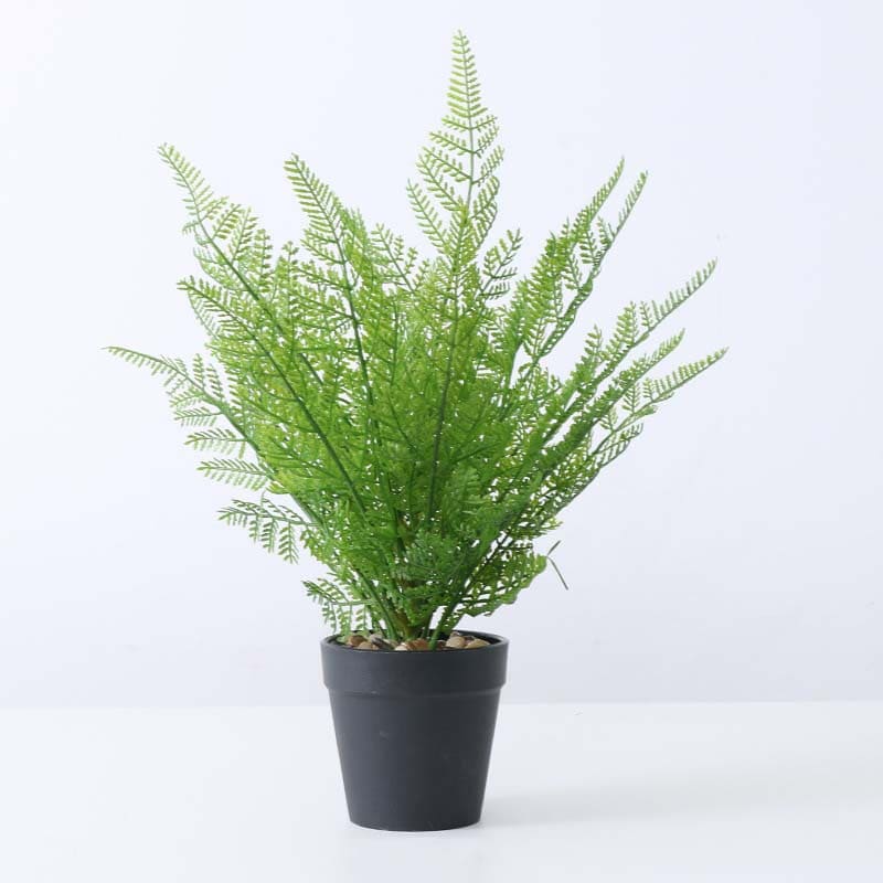 Dryopteris Affinis Fougère