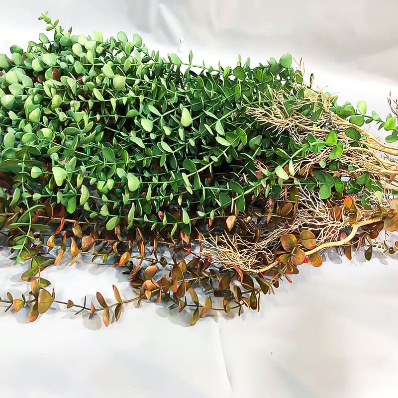 Eucalyptus Artificiel