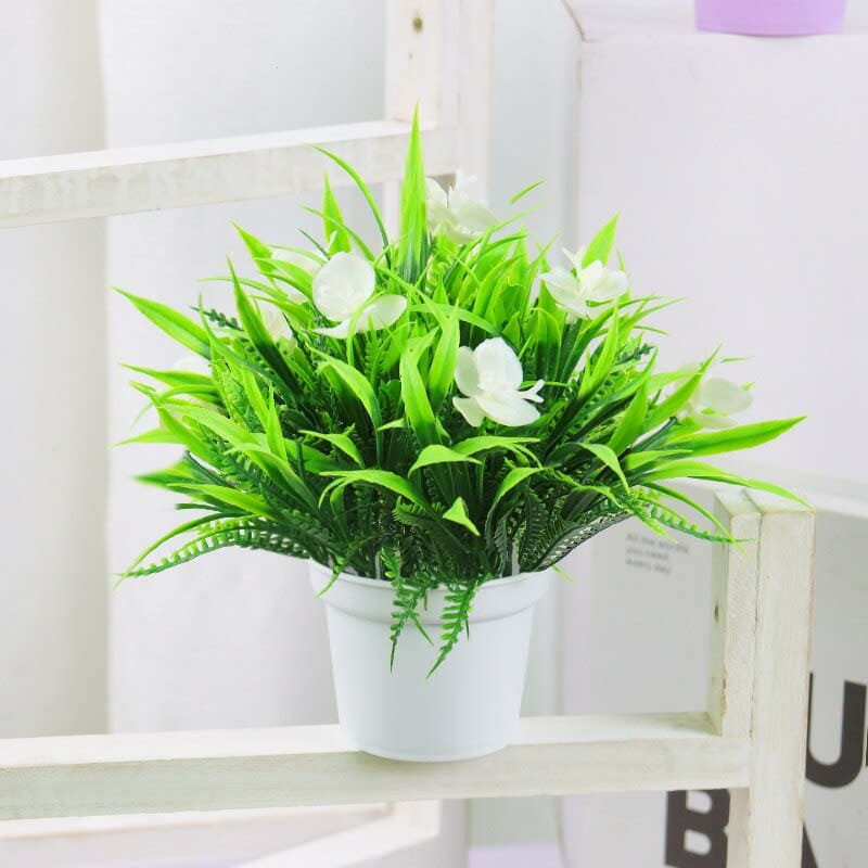 Fausse Petite Plante