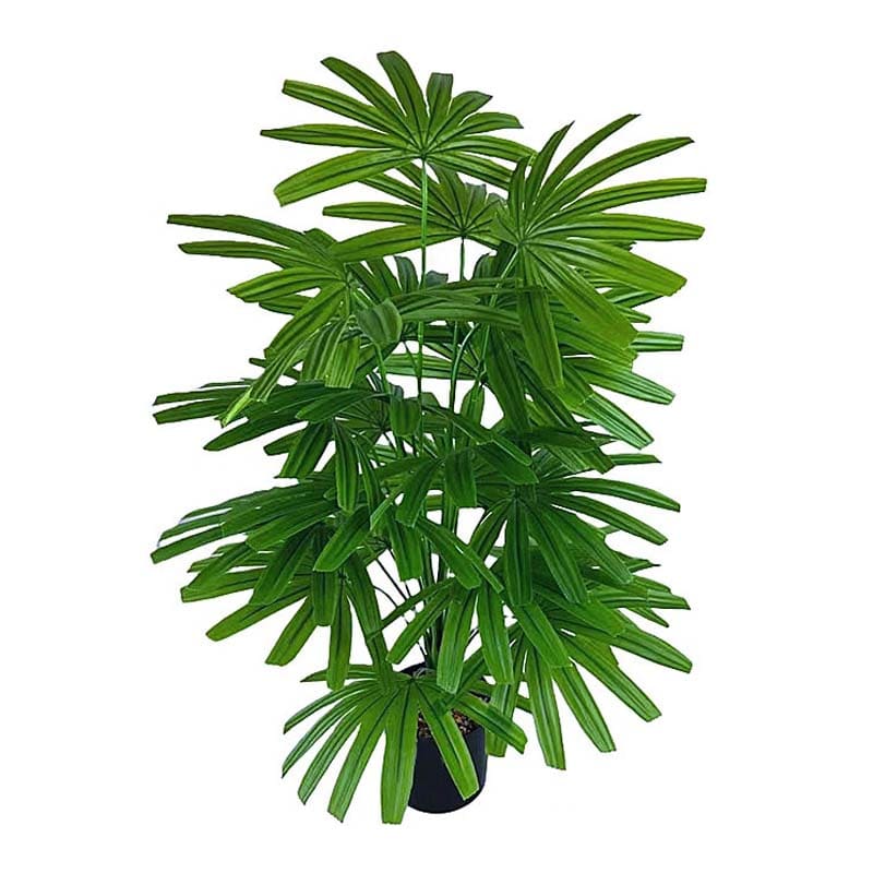 Fausse Plante Verte Intérieur