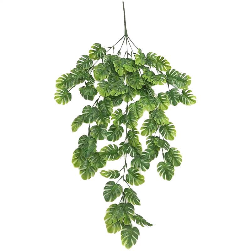 Plante Murale Tombante