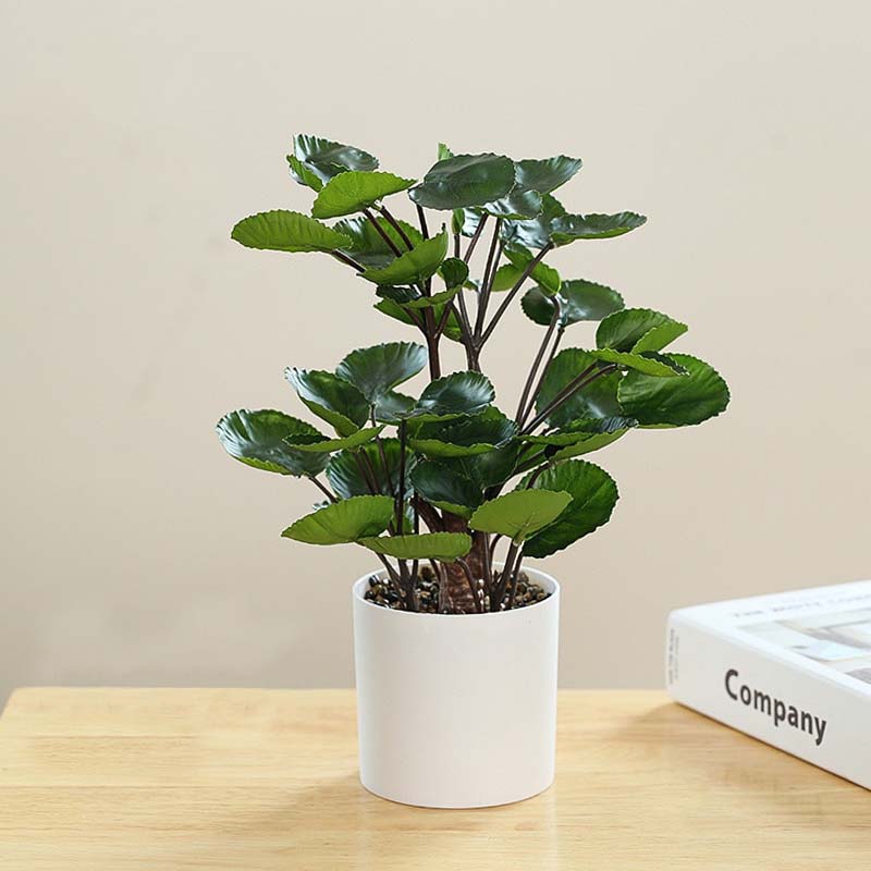 Plante Polyscias Déco