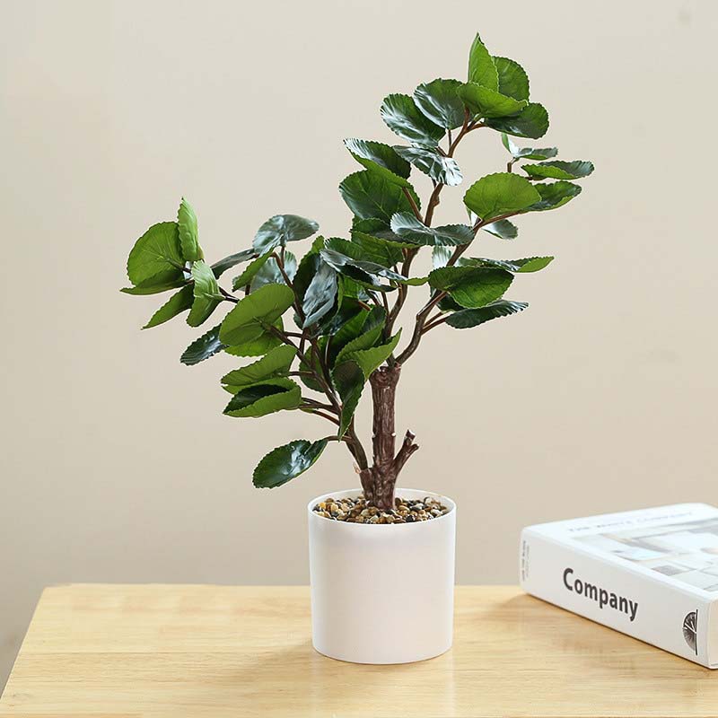 Plante Polyscias Intérieur