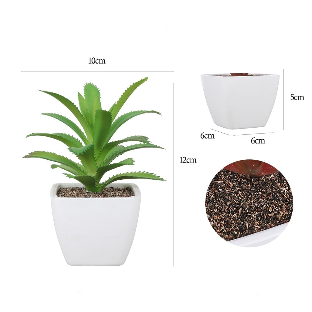 plante succulente dimensions