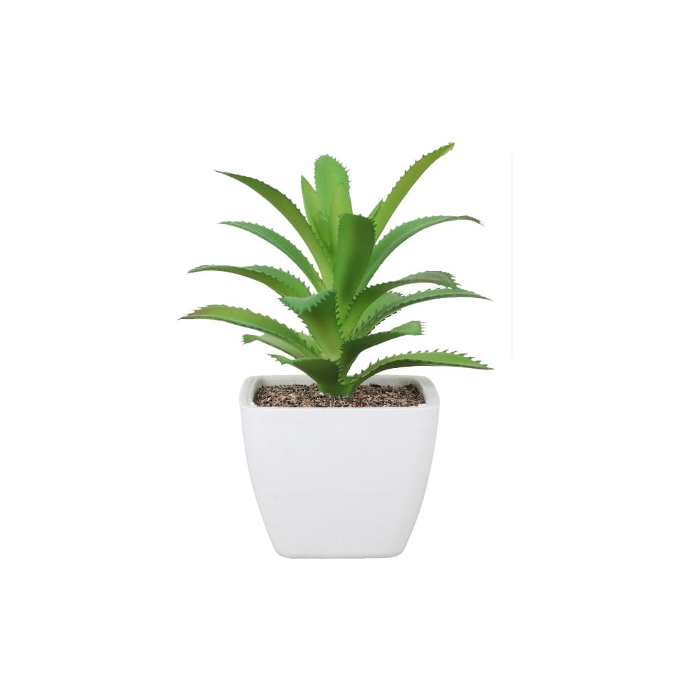 Succulente verte