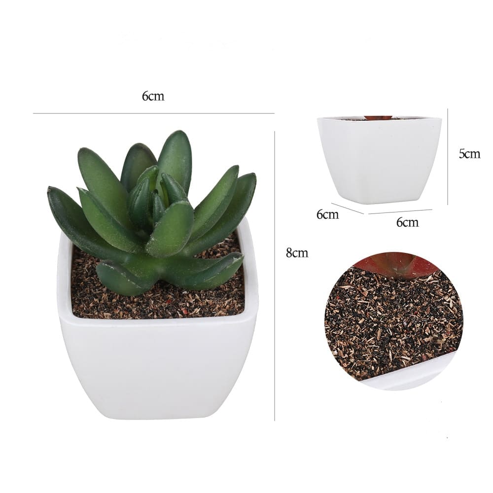 Succulentes Artificielles dimensions