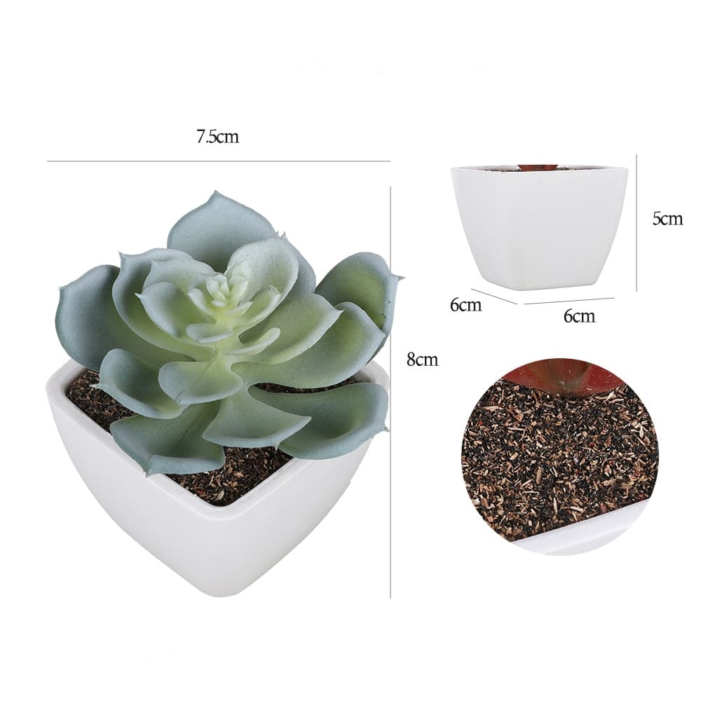 Succulentes déco intérieur dimensions