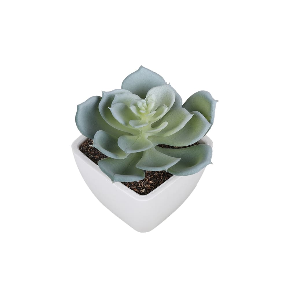Succulentes déco
