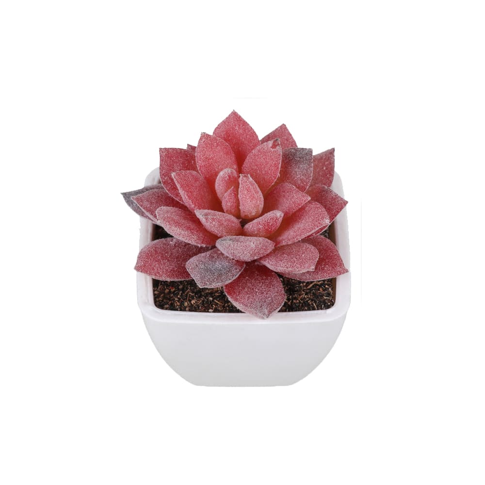 Succulentes rouge