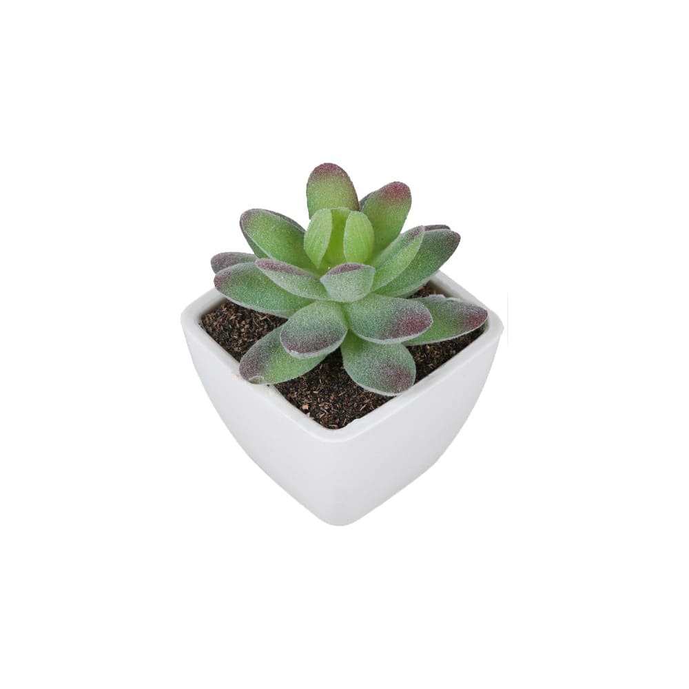 Succulentes tropicales