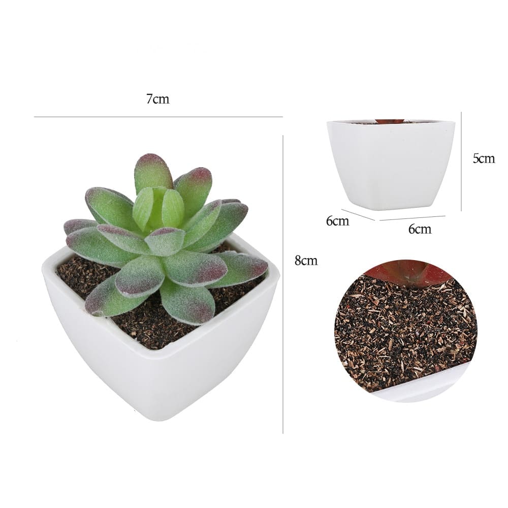 succulentes vertes tropicales dimensions