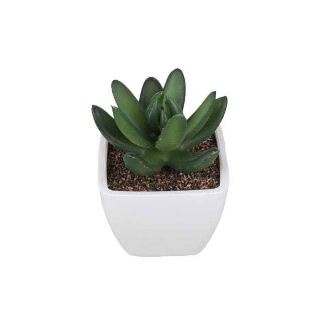 Succulentes