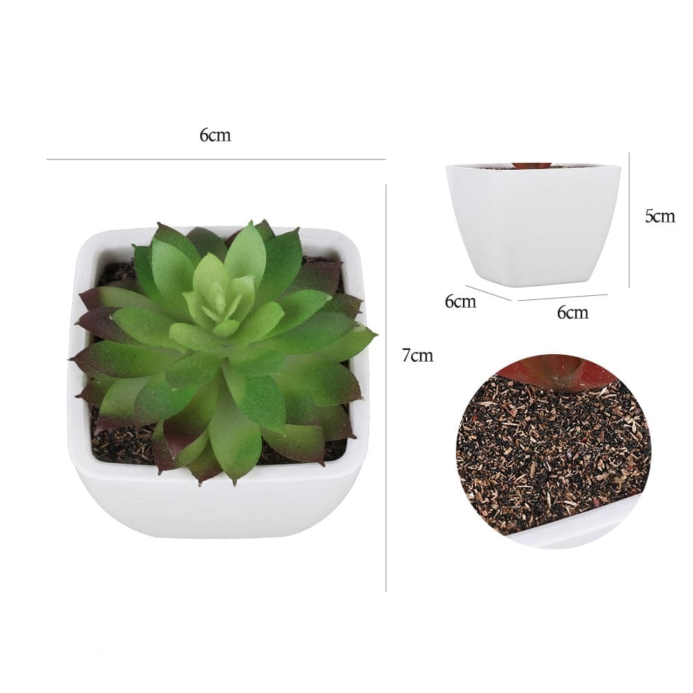 Plante grasse succulente