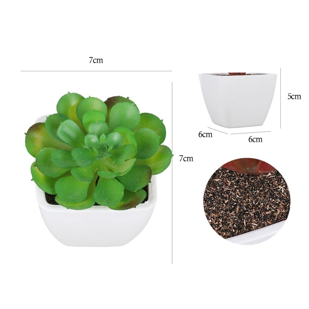Succulente cactus dimensions