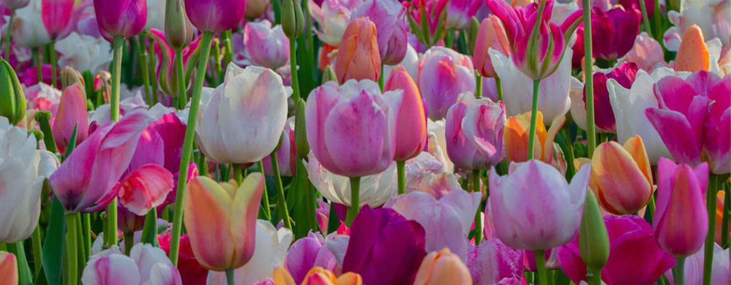 Améliorez la Décoration de votre Maison avec de Superbes Tulipes